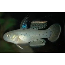 Stigmatogobius sadanundio