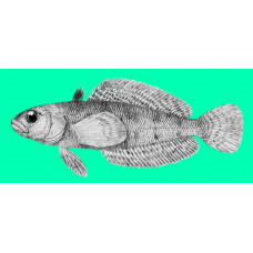 Stocky rockcod