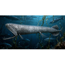 Stoplight loosejaw Stoplight loosejaw