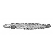 Stout eelblenny