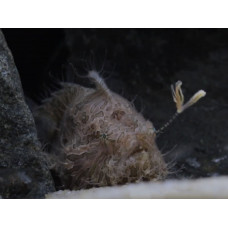 Striated frogfish