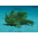 Striated frogfish