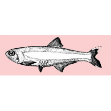 Striped Anchovy