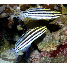 Striped blenny