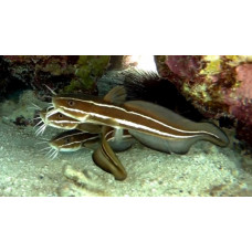 Striped eel catfish