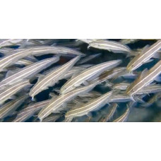 Striped eel catfish