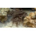 Striped eel catfish