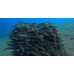 Striped eel catfish