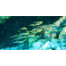 Striped eel catfish