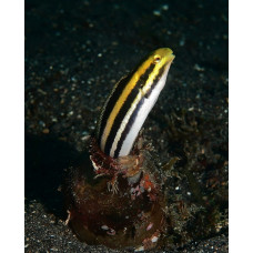 Striped poison-fang blenny mimic