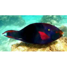 Swarthy parrotfish