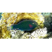 Swarthy parrotfish