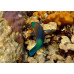Swarthy parrotfish