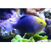 Talbot's damselfish