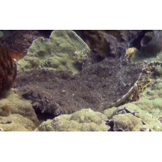 Tasselled wobbegong