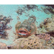 Tassled scorpionfish