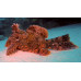 Tassled scorpionfish