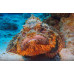 Tassled scorpionfish