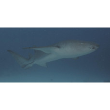 Tawny nurse shark