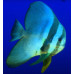Teira batfish