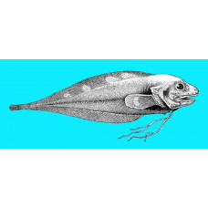Threadfin seasnail