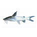 Threadfin sea catfish