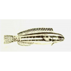 Threadless blenny