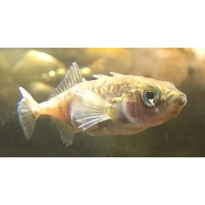 Three-spined stickleback