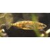 Three-spined stickleback