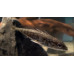Three-spined stickleback