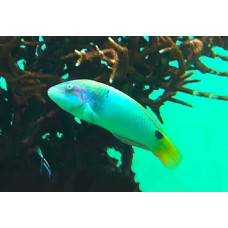 Threespot wrasse