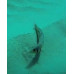 Tilefish: Sand Tilefish