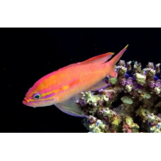 Threadtail anthias