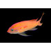 Threadtail anthias