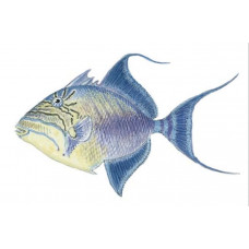 Triggerfish: Queen Triggerfish