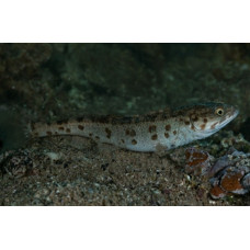 Triplecross lizardfish