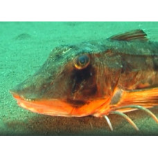 Tub gurnard