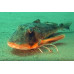 Tub gurnard