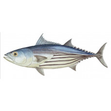 Tuna, Skipjack