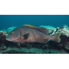 Two-striped sweetlips