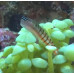 Twocoat coralblenny