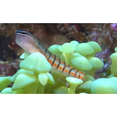 Twocoat coralblenny