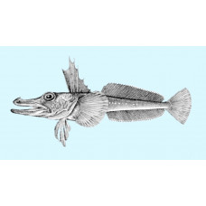 Unicorn icefish