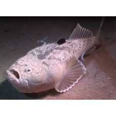 Uranoscopus japonicus