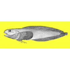 Variegated snailfish