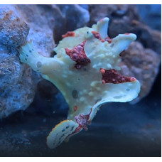 Warty frogfish