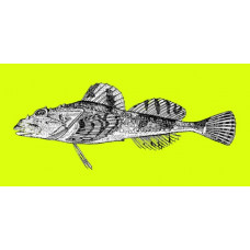 Warty sculpin