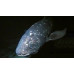 West Indian Ocean coelacanth West Indian Ocean coelacanth