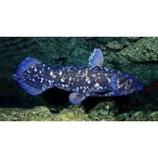 West Indian Ocean coelacanth West Indian Ocean coelacanth