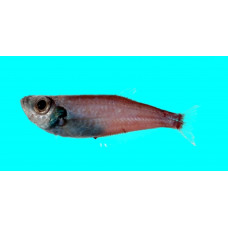 West Pacific (dwarf) deepsea herring